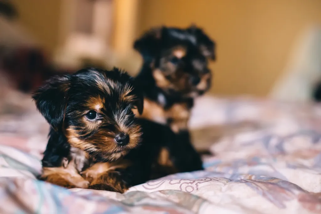 gettyimages-1462222489 Yorkshire Terrier Yorkie puppies on bed