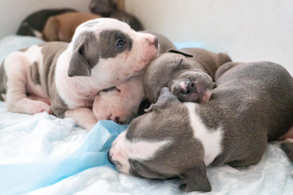 gettyimages-1464311035 Sleeping Pit Bull puppies
