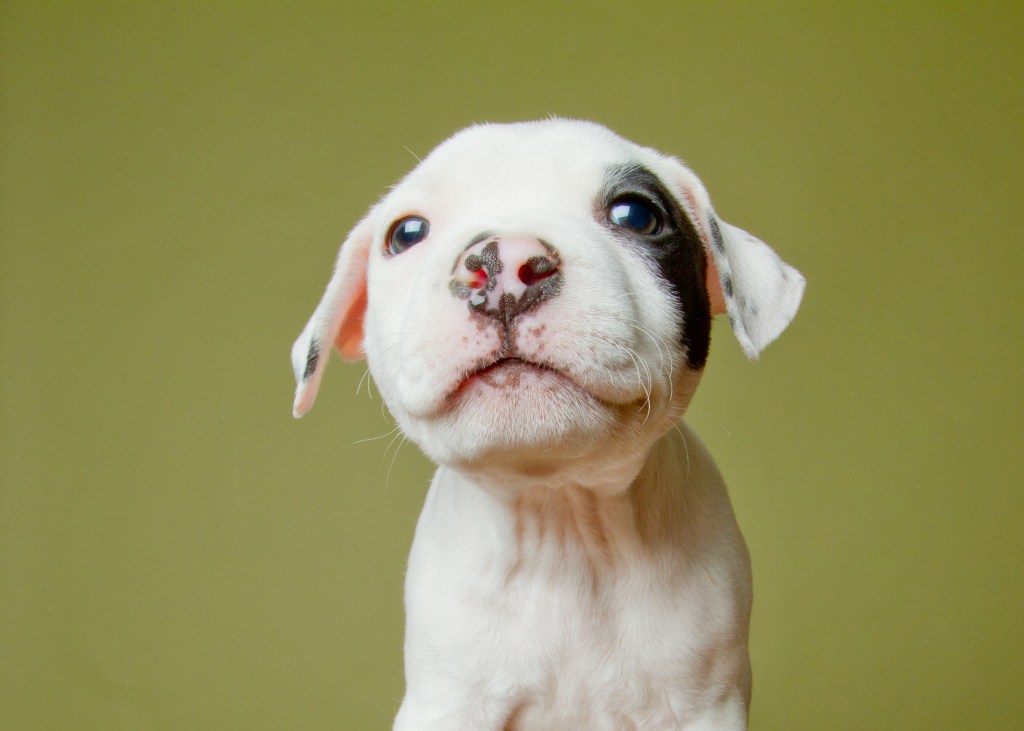 gettyimages-147505742 Pit Bull puppy on green background