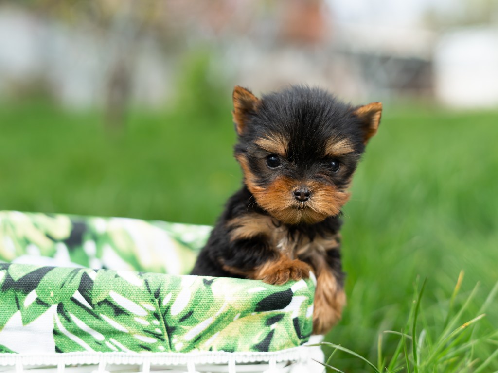 gettyimages-1483288734 Yorkshire Terrier Yorkie puppy