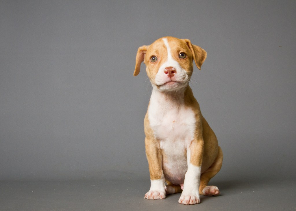 gettyimages-150080965 Pit Bull puppy on grey background