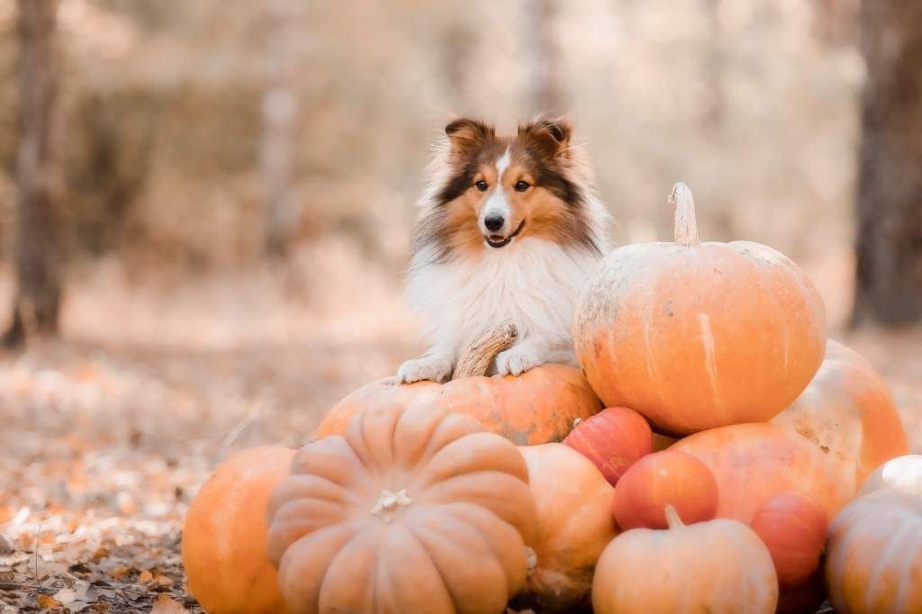 gettyimages-1632606957-2 Sheltie dog perched atop a stack of pumpkins outside in the fall.