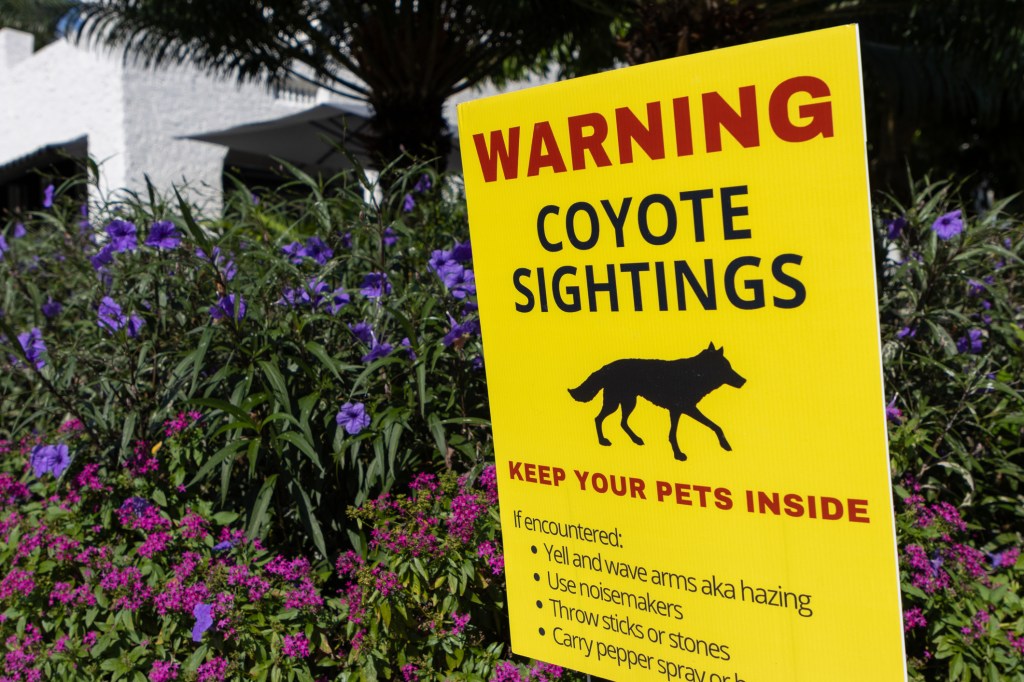 gettyimages-1699447269 A sign warns neighborhood pet owners about coyote sightings in the suburbs and how to protect dogs from coyote attacks.