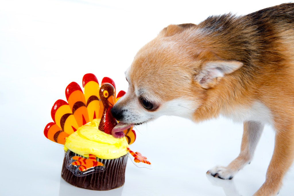 gettyimages-174958448 Delicious and funny turkey cupcake which is a Thanksgiving food dogs should not be eating.