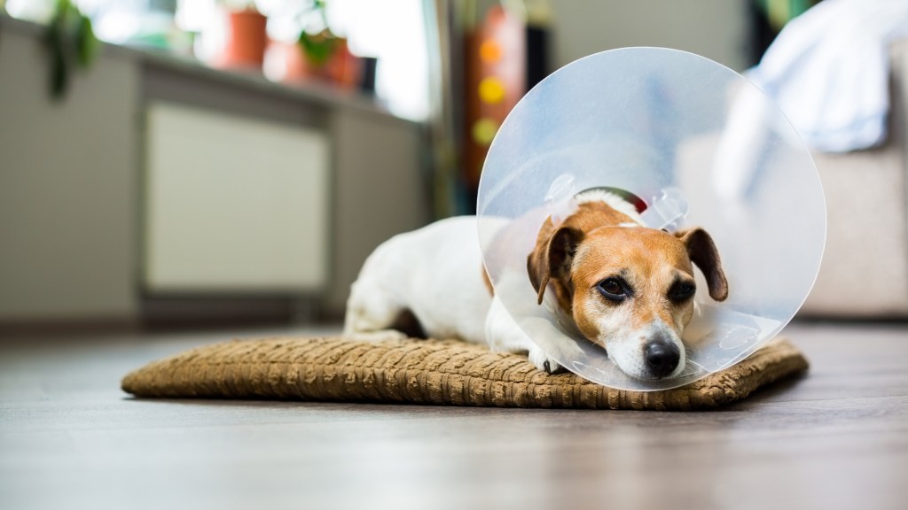 gettyimages-475704998 Jack Russell Terrier dog lying on a bed after neuter surgery with vet Elizabethan collar around neck