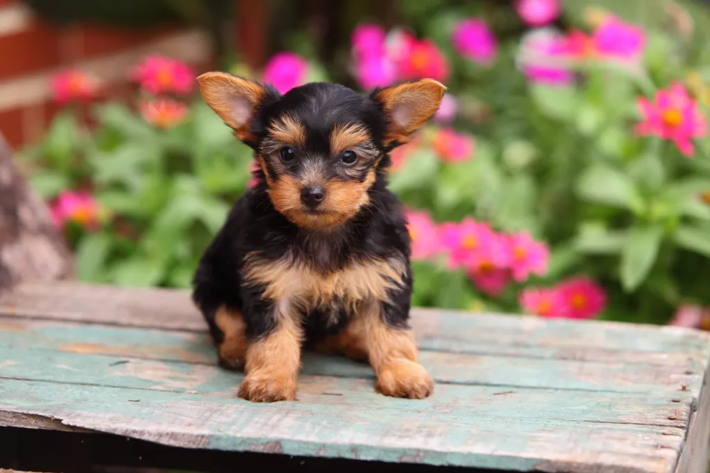 gettyimages-476582061 Yorkshire Terrier Yorkie puppy