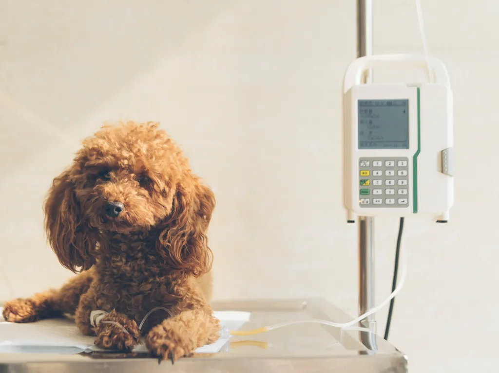 gettyimages-525038311 Sick, golden colored small dog lying on exam room table receiving IV fluids after presenting with signs for kidney dysfunction and renal failure