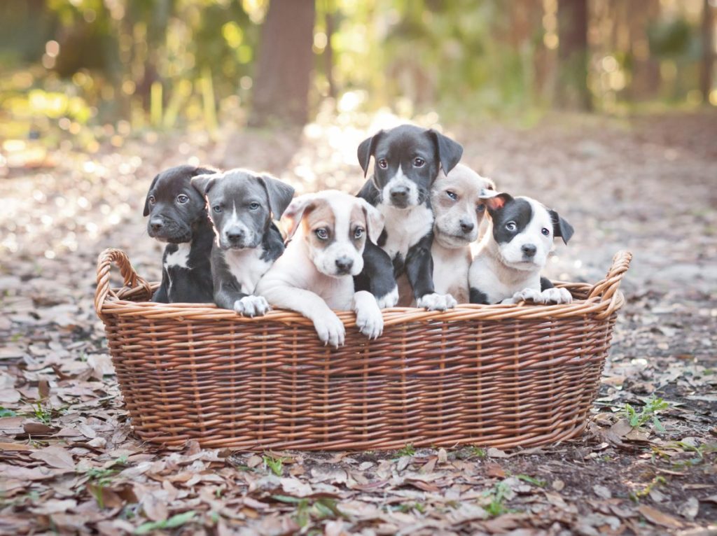 gettyimages-546004315-e1729203109100 basket of Pitty puppies outdoors