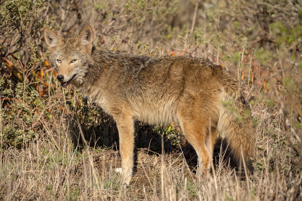 gettyimages-639356652 Coyote in the wild. Learn how to protect your dog from a coyote attack.