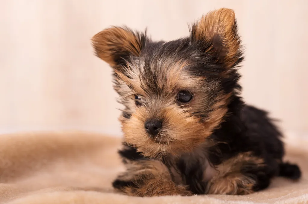 gettyimages-647607816 Yorkshire Terrier Yorkie puppy
