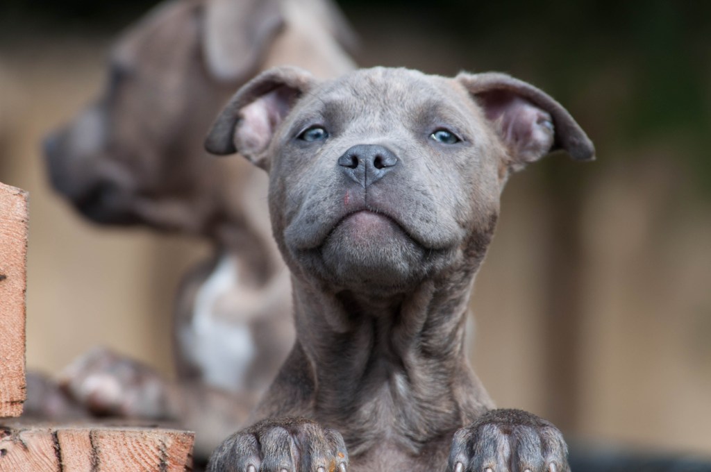 gettyimages-648492484 Pit puppy close-up
