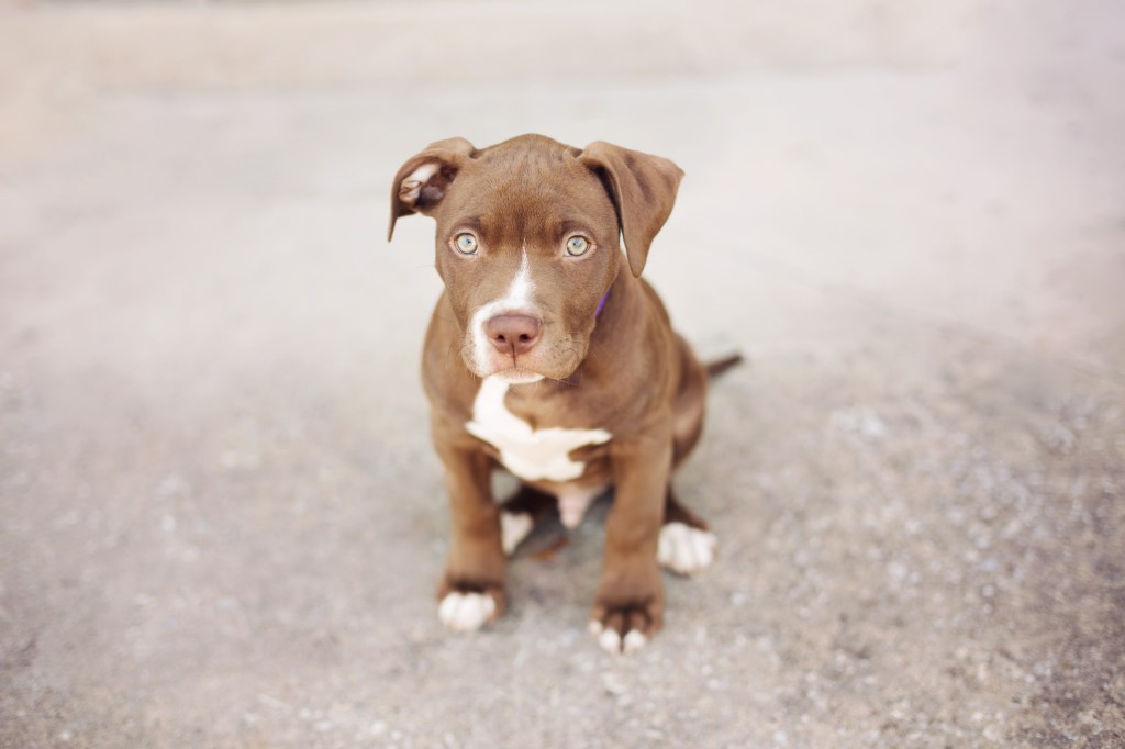 gettyimages-670975148 Pit Bull puppy on pavement