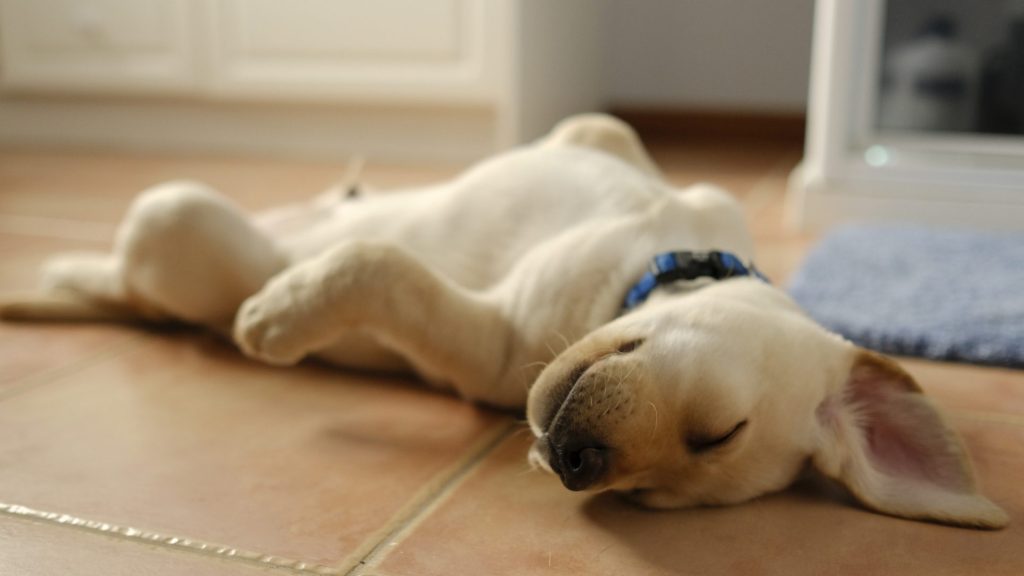 gettyimages-823754604-edited Dog supine position