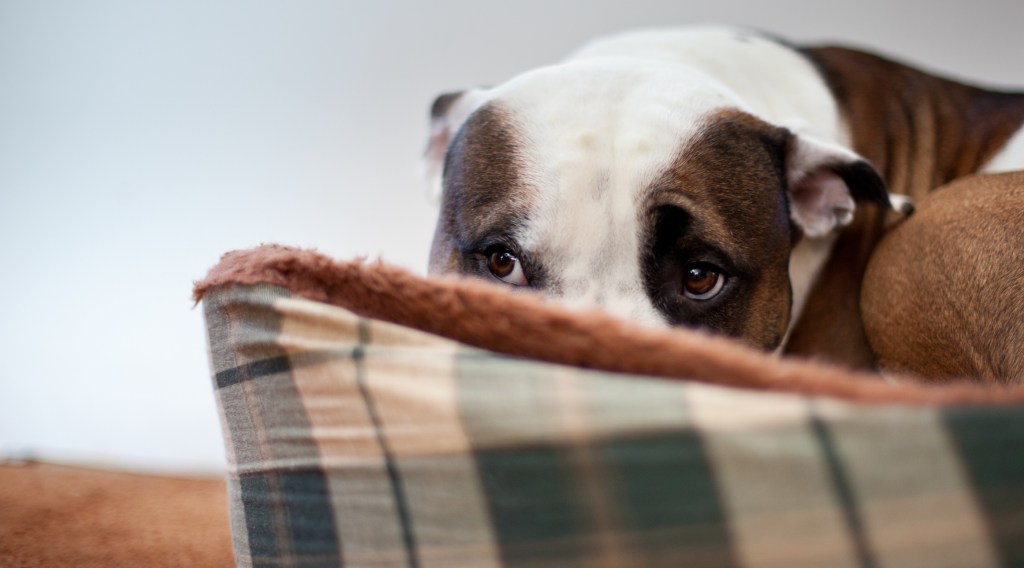gettyimages-901685904 stressed dog hiding in dog bed