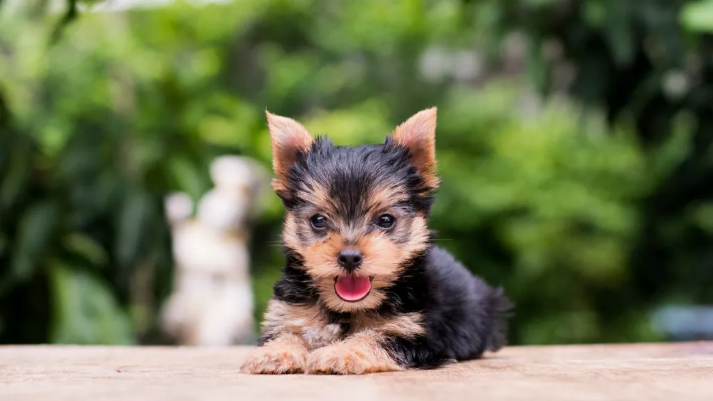 gettyimages-976741940 Yorkshire Terrier Yorkie puppy sticking tongue out