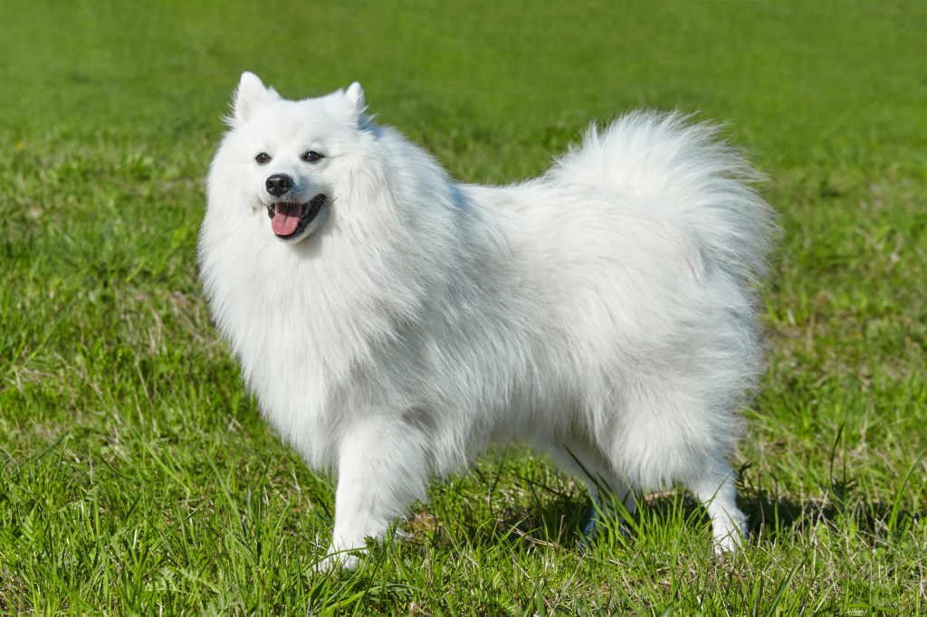 img_2145 Purebred white Japanese Spitz in spring against a background of grass.