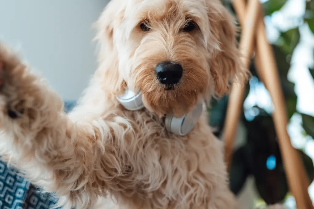 img_2149 A Miniature Goldendoodle wearing headphones and taking selfie at home.