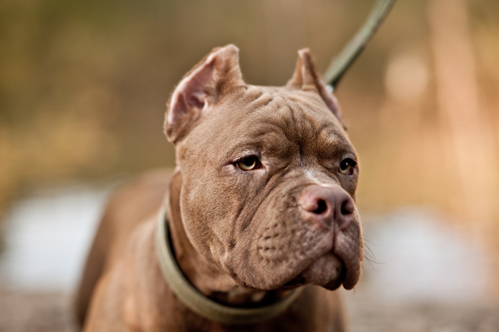 img_2278 American Bully dog in nature.