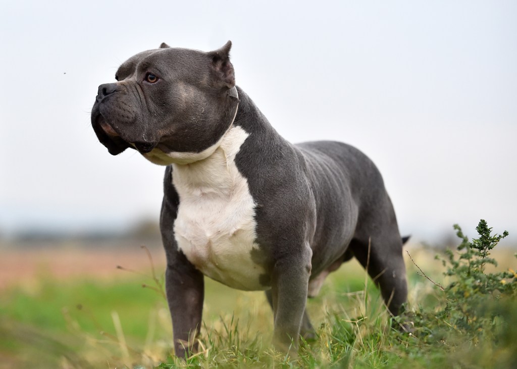 img_2279 American Bully dog out in the field — the breed’s high energy levels being a con for some.