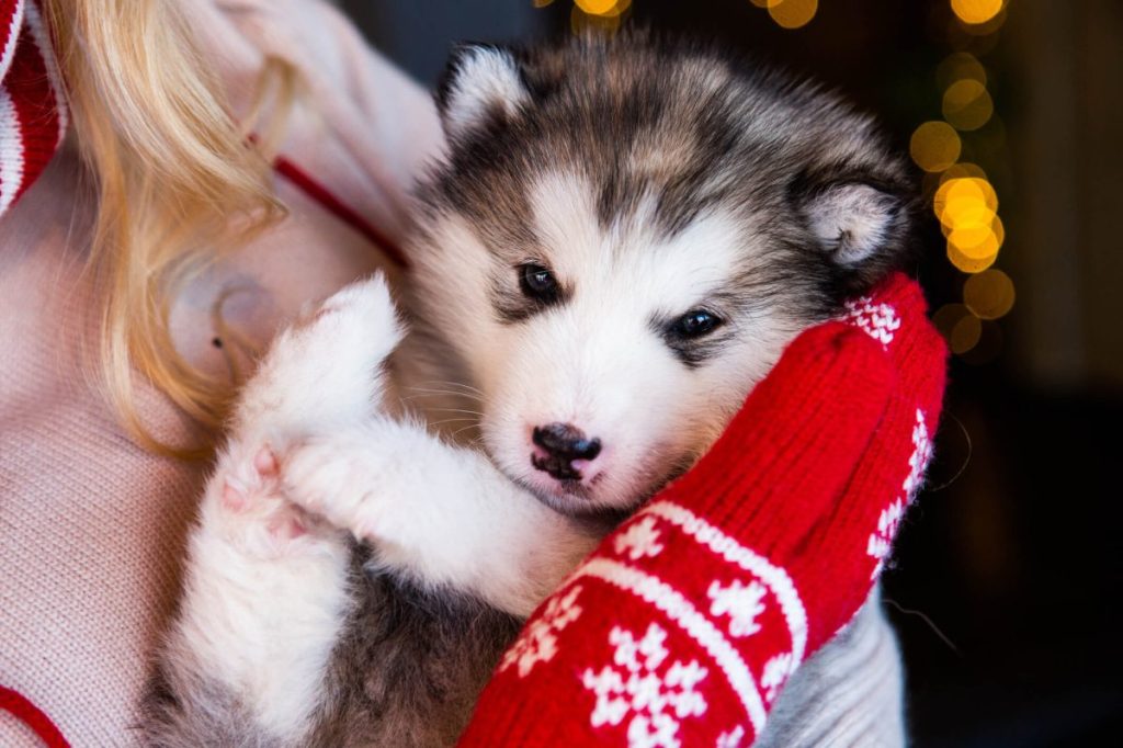 img_2429-e1719835016615 Human holding an Alaskan Malamute puppy.