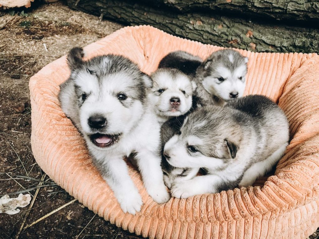 img_2430-e1719834778615 Four Alaskan Malamute puppies.