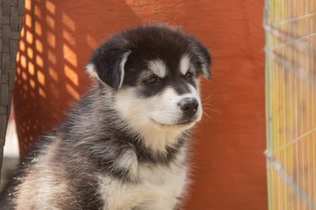 img_2431-e1719834669479 An eight week old Alaskan Malamute puppy.