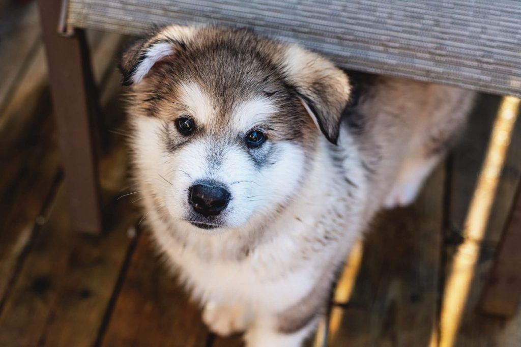 img_2432-e1719834602324 Alaskan Malamute puppy in the backyard.