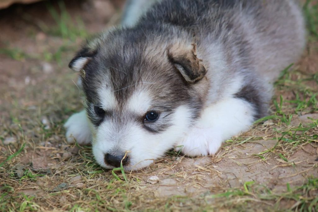 img_2433-e1719834512987 Small Alaskan Malamute puppy in the grass.