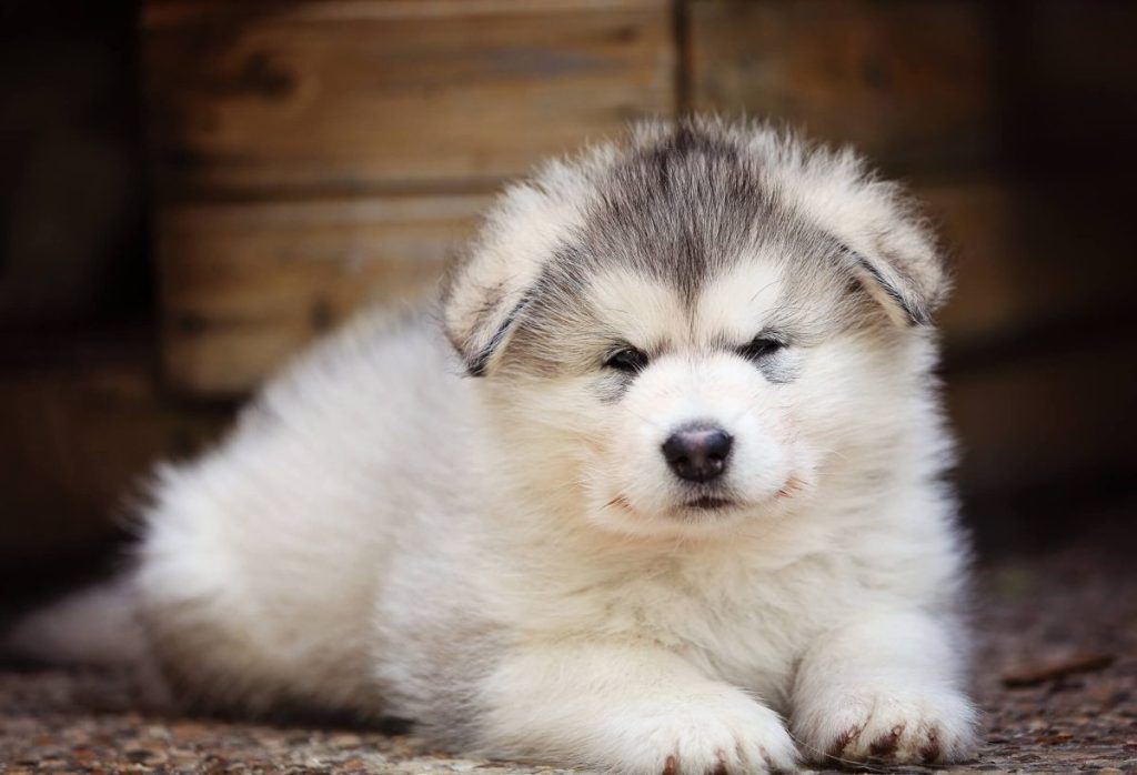 img_2434-e1719834349969 An Alaskan Malamute puppy.