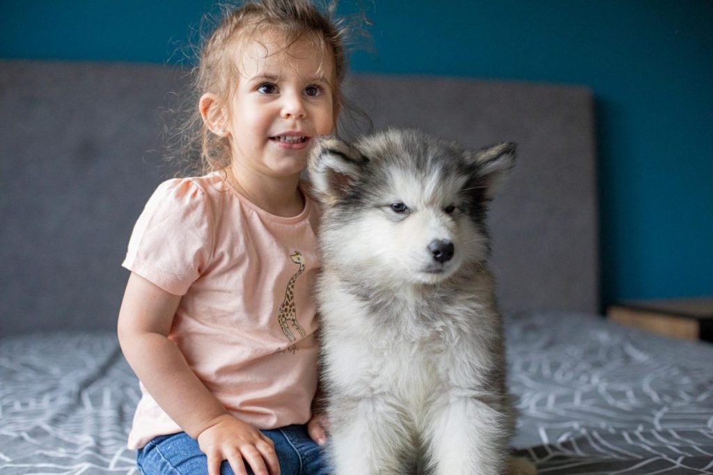 img_2435-e1719834156826 Little girl with Alaskan Malamute puppy.