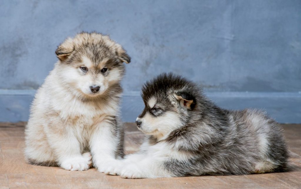 img_2436-e1719834281756 Two Alaskan Malamute puppies.