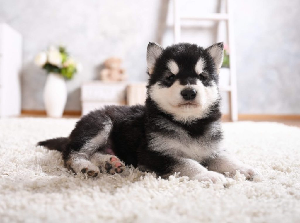 img_2443-e1719836817821 Alaskan Malamute puppy in the bedroom.