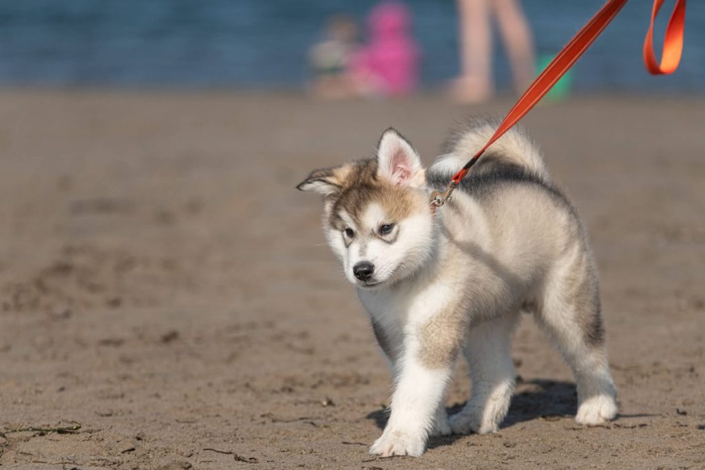 img_2444-e1719836886590 Alaskan Malamute puppy walking at the beach with a leash.