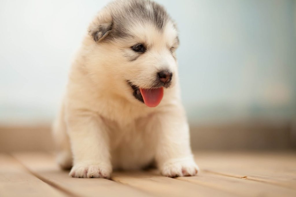 img_2445-e1719836953307 One month old Alaskan Malamute puppy.