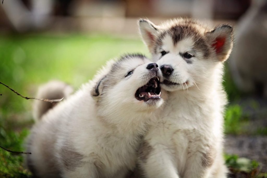 img_2446-e1719837027765 Two playful Alaskan Malamute puppies.