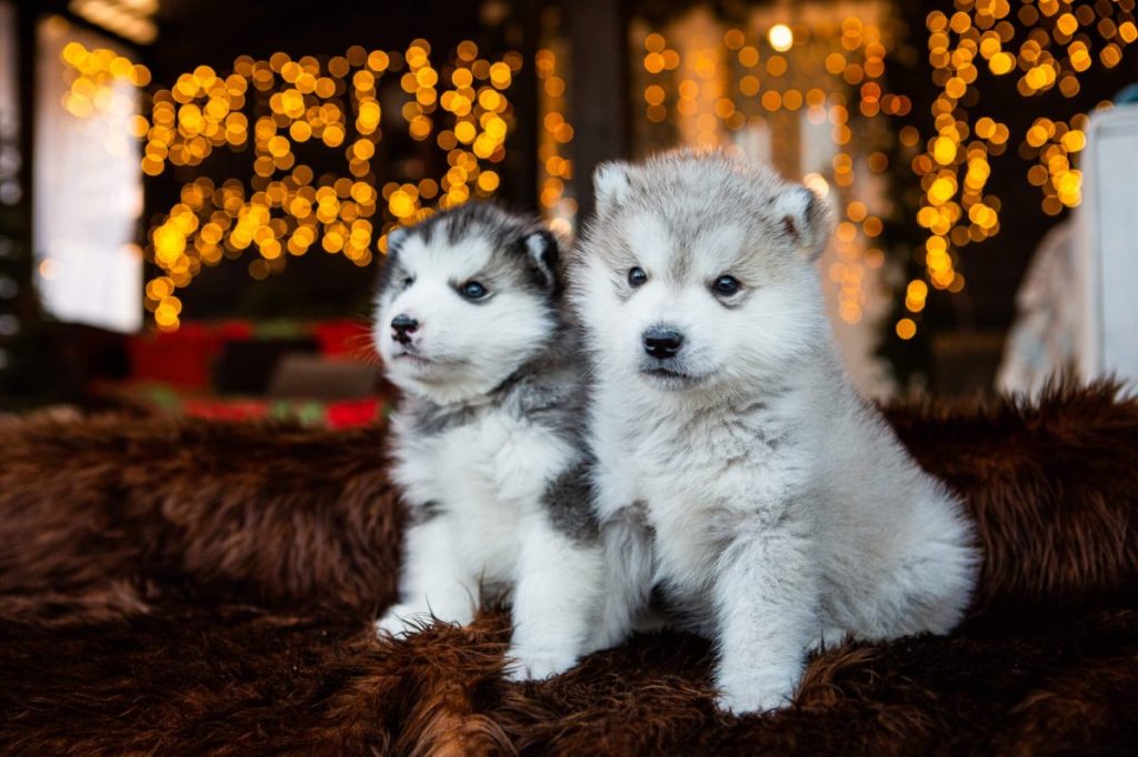 img_2447-e1719837083989 Two Alaskan Malamute puppies.