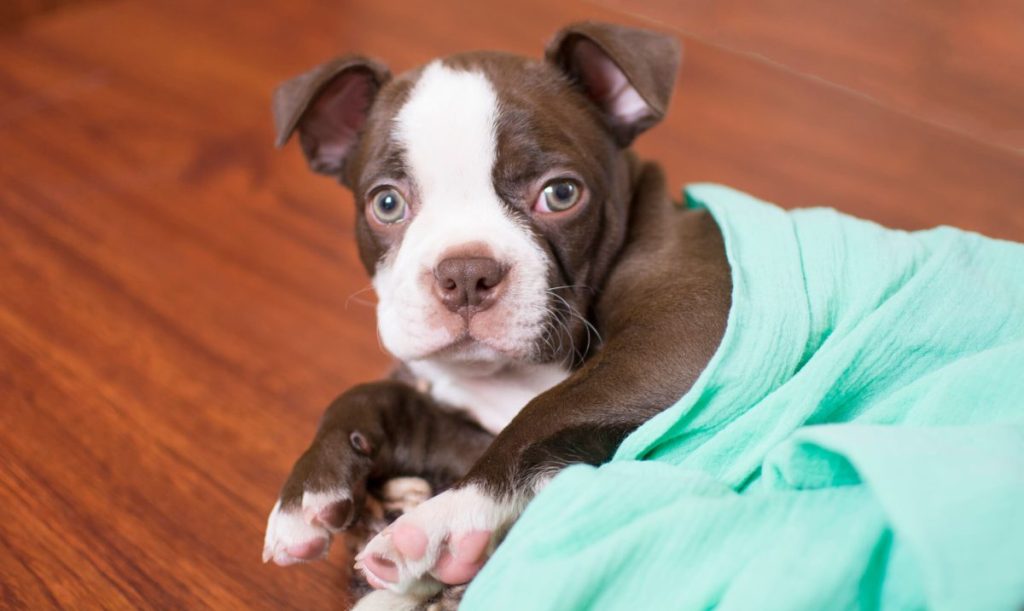 img_2487-e1719926553472 Seal Boston Terrier puppy.