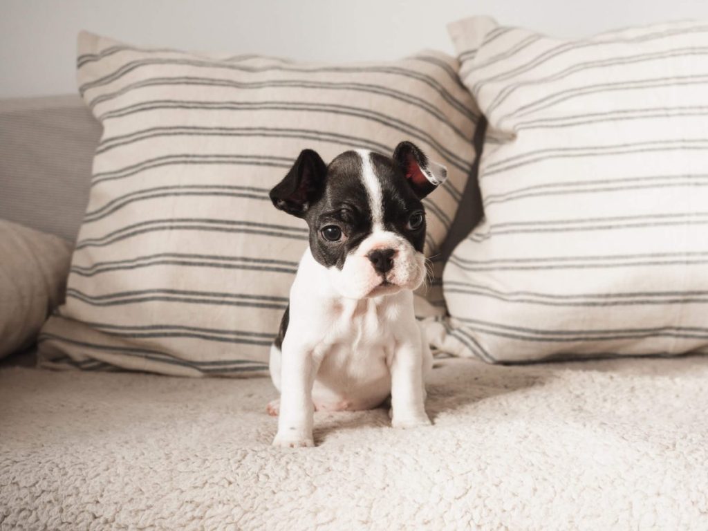 img_2488-e1719926743578 Boston Terrier puppy on a couch.