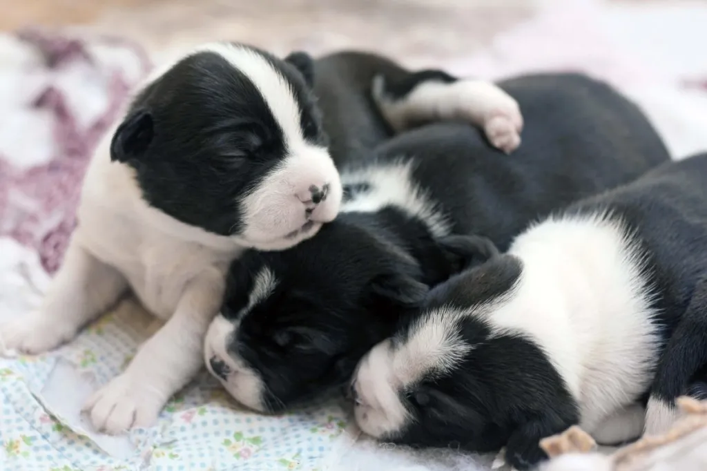 img_2490-e1719926808428 Newborn Boston Terrier puppies.