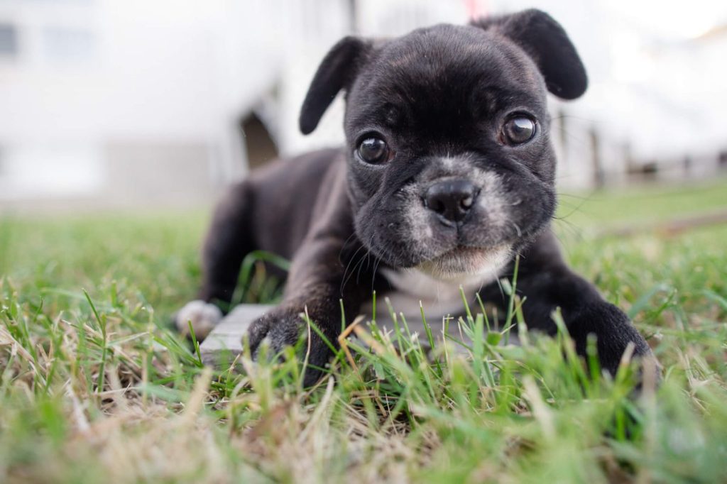 img_2491-e1719926996283 Boston Terrier puppy in grass.