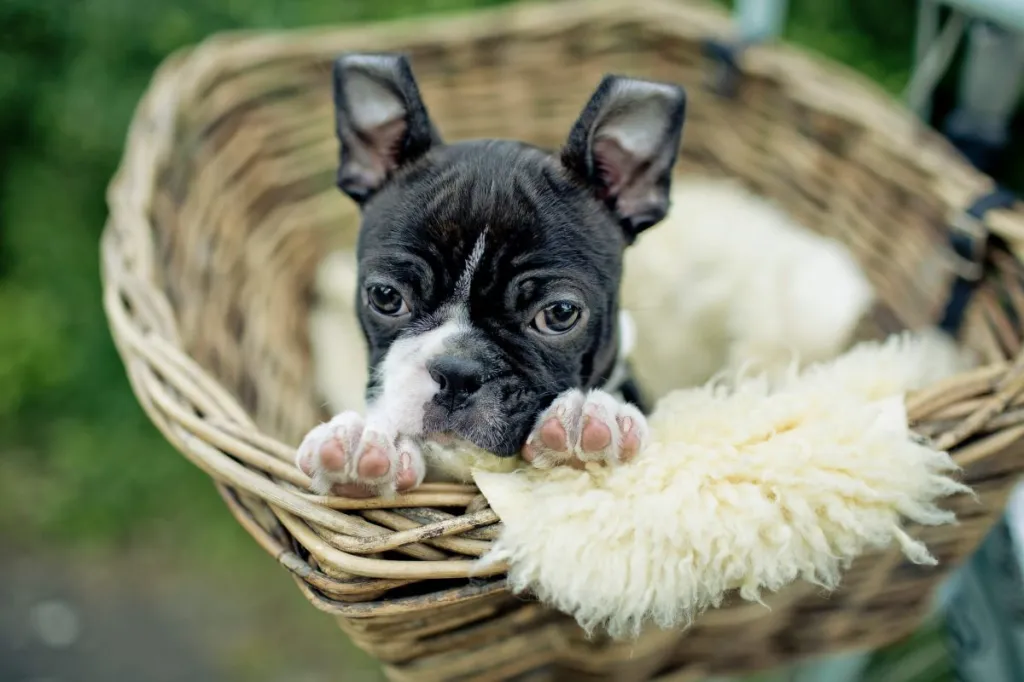 img_2493-e1719927183188 Boston Terrier puppy in a basket.