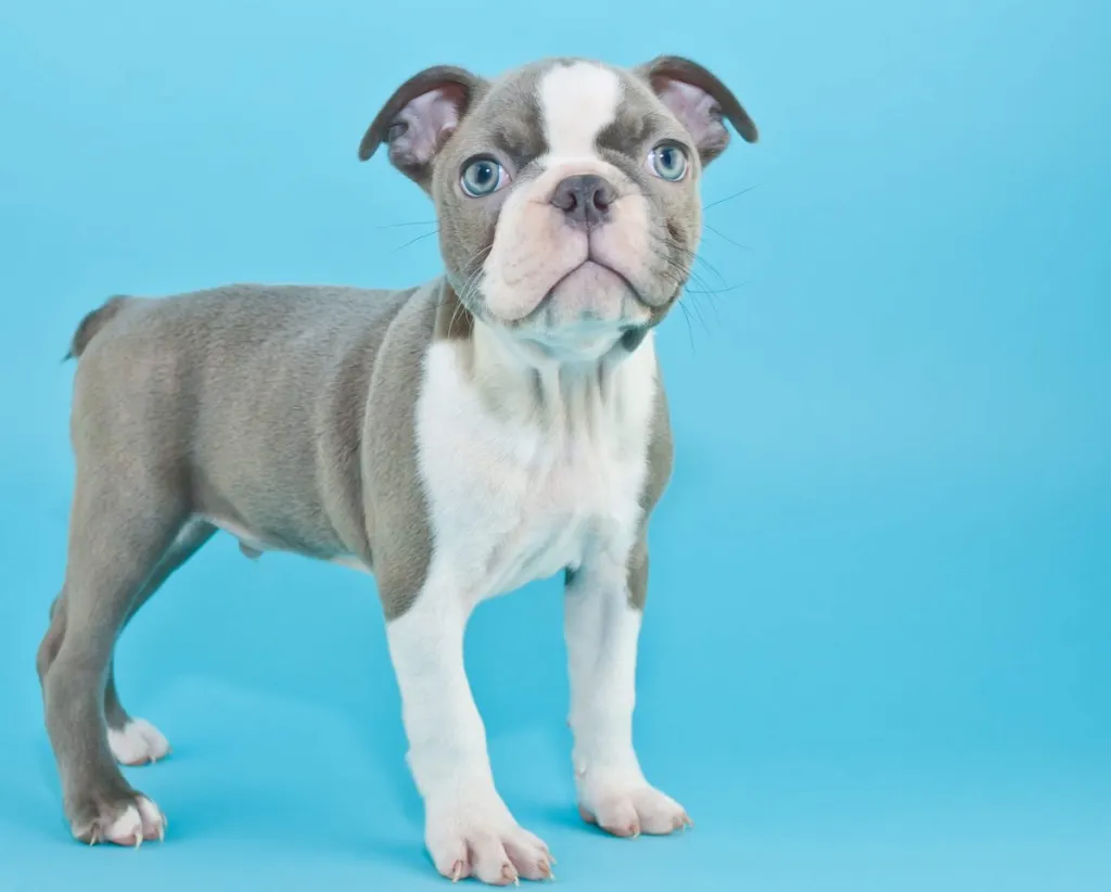 img_2495-e1719926683971 Blue Boston Terrier puppy against blue background.