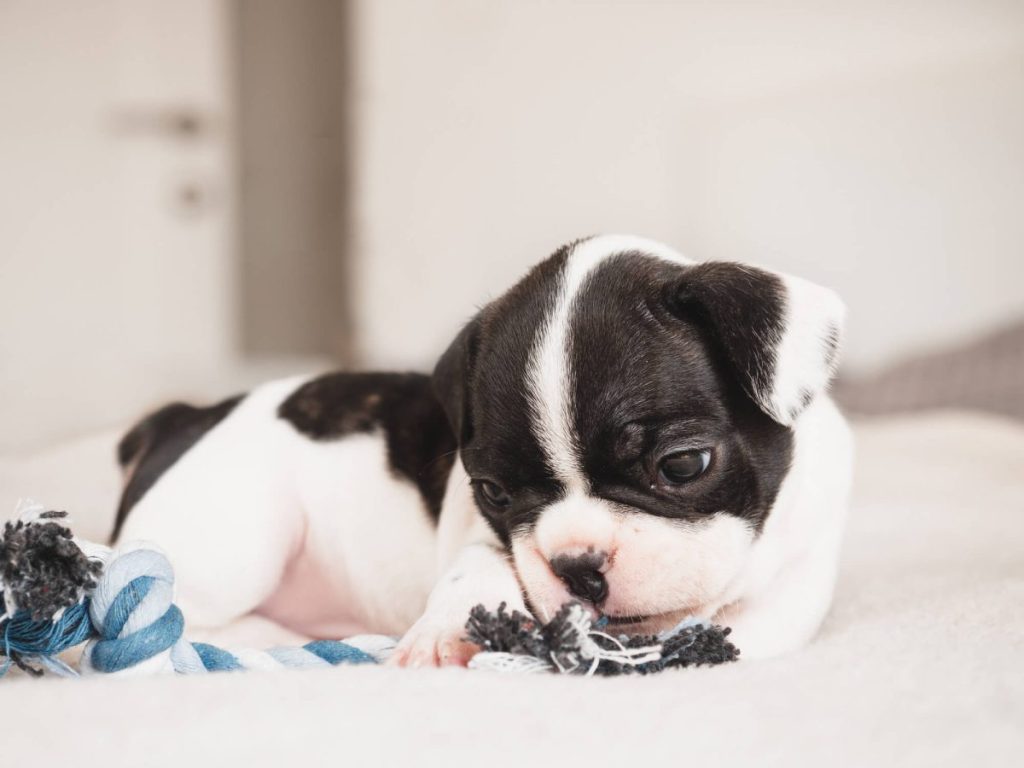 img_2503-e1719928351168 Boston Terrier puppy biting on a toy.