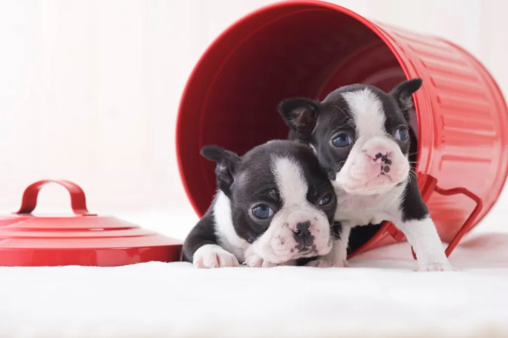 img_2504-e1719928294909 Two Boston Terrier puppies.
