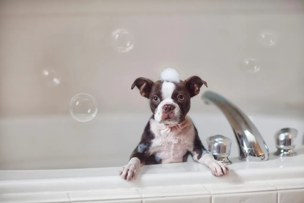 img_2505-e1719928188389 Boston Terrier puppy in bath.