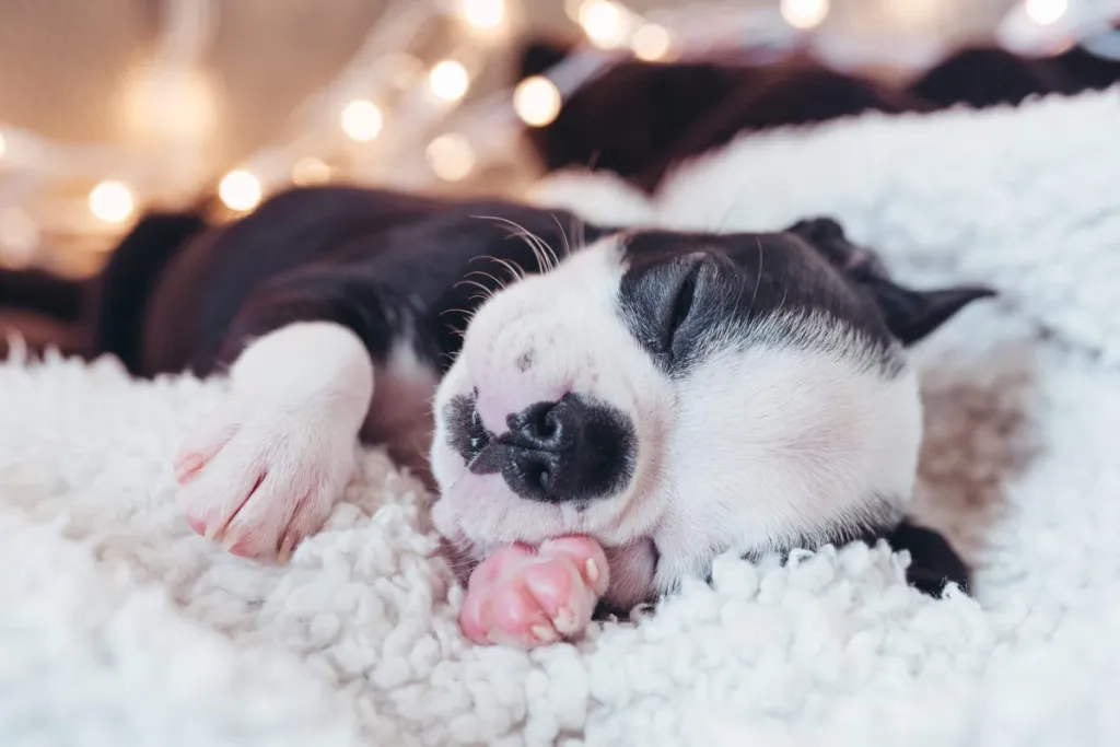 img_2506-e1719928126309 Cute Boston Terrier puppy sleeping.