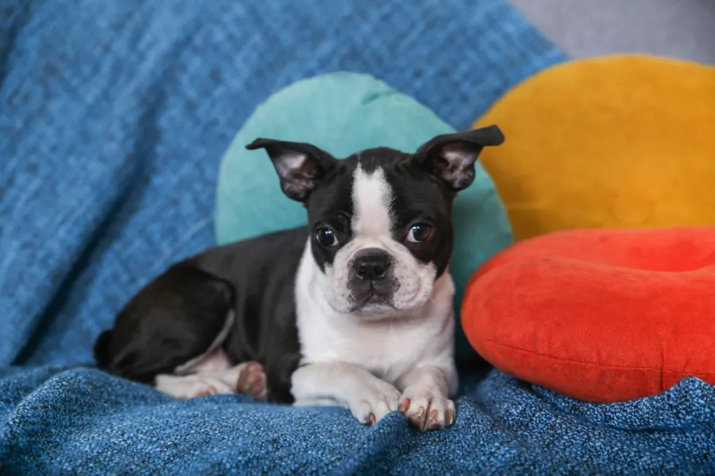 img_2507-e1719928055751 Boston Terrier puppy on sofa.