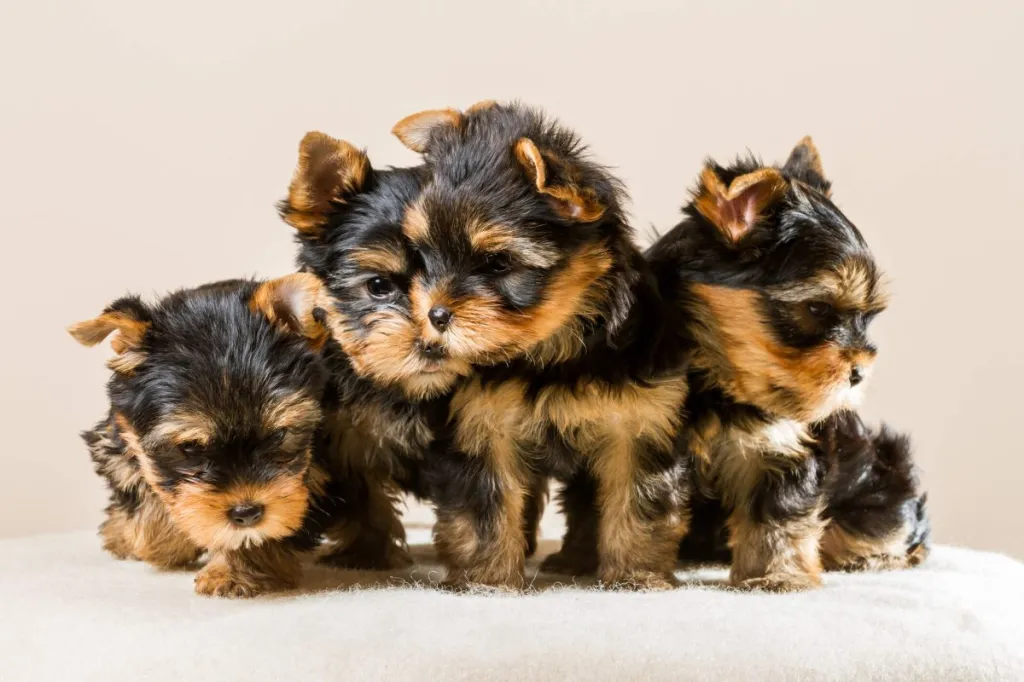 img_2544-e1720125059905 Four Yorkshire Terrier puppies.