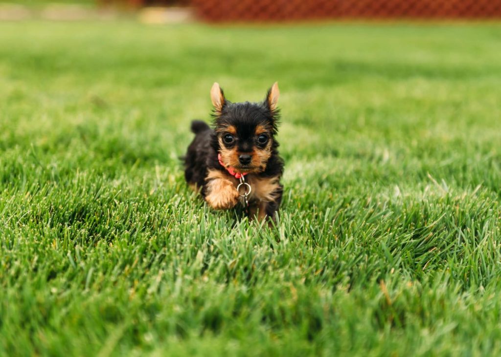 img_2545-e1720124988847 Yorkie puppy running in grass.