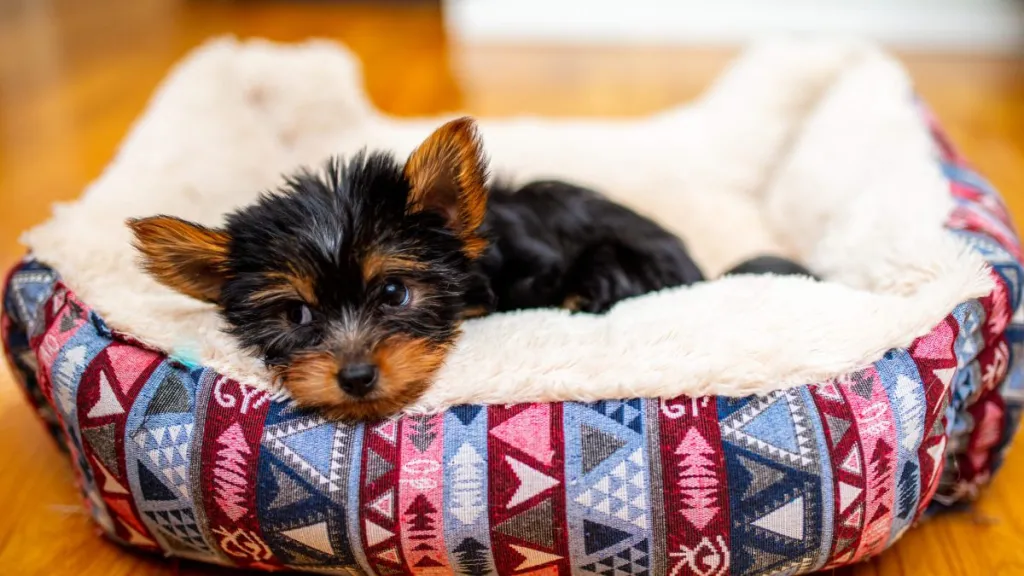 img_2546-e1720124930708 Yorkshire Terrier puppy in a dog bed.